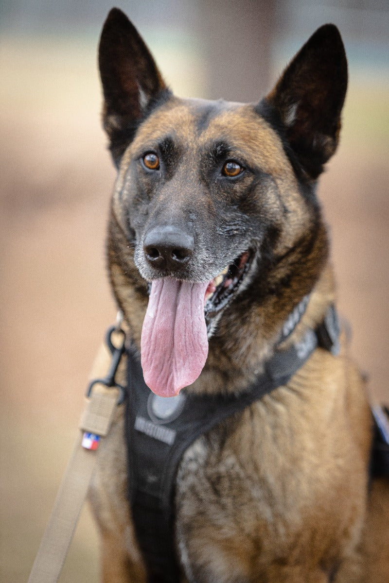 K9 Bonito 15ft Tracking Lead