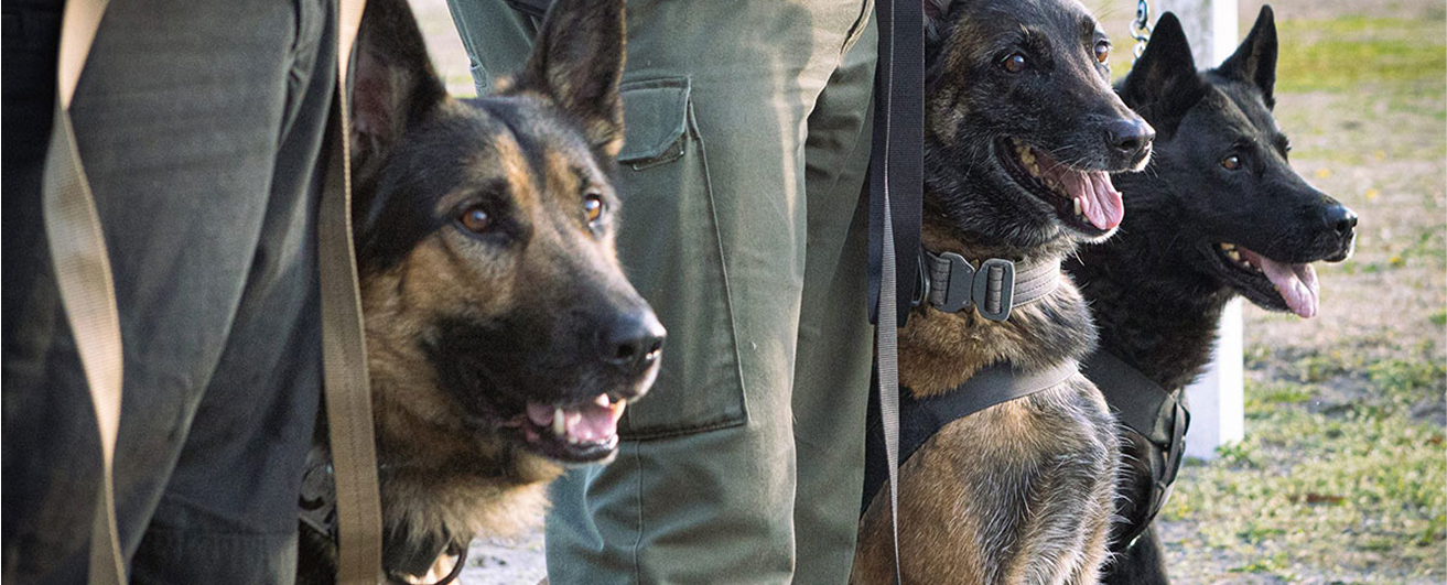 High Speed Gear K9 leads and collars